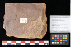 Foto (Objekt + Etikett) von Quercus palaeoilex Ettingshausen (NHMW-GEO-2024-0188-0788)